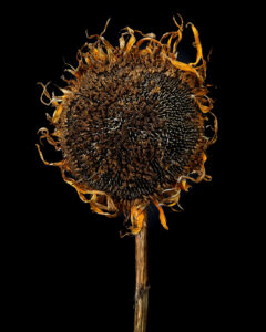 The Renewal of Spring