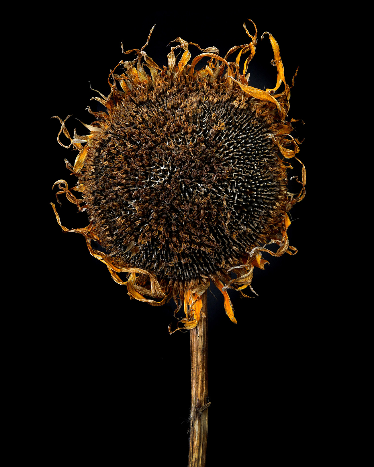 The Renewal of Spring