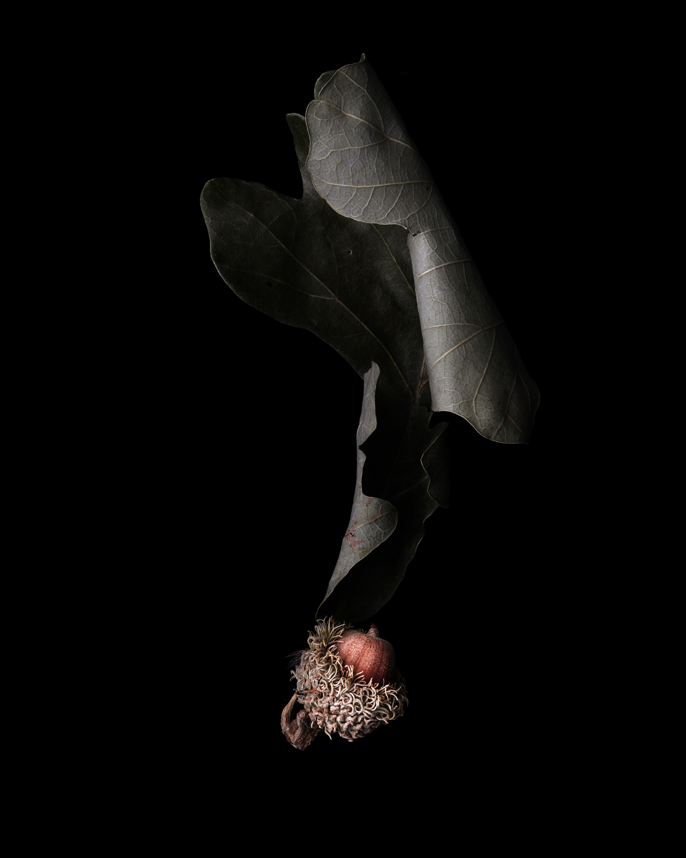 A little burr after the chill