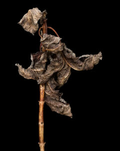 Afterthought (front)