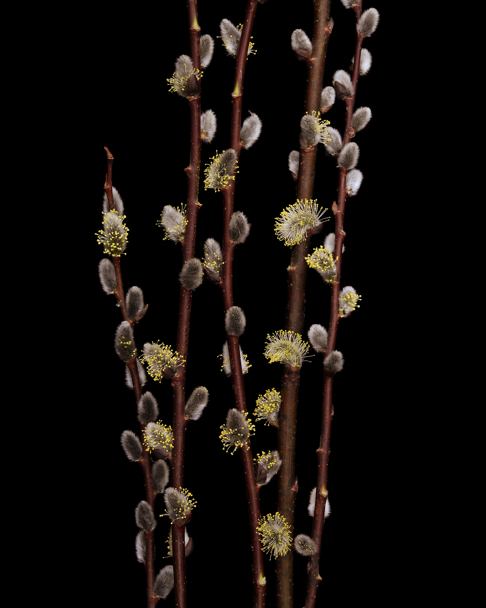 Early pollen for the bees