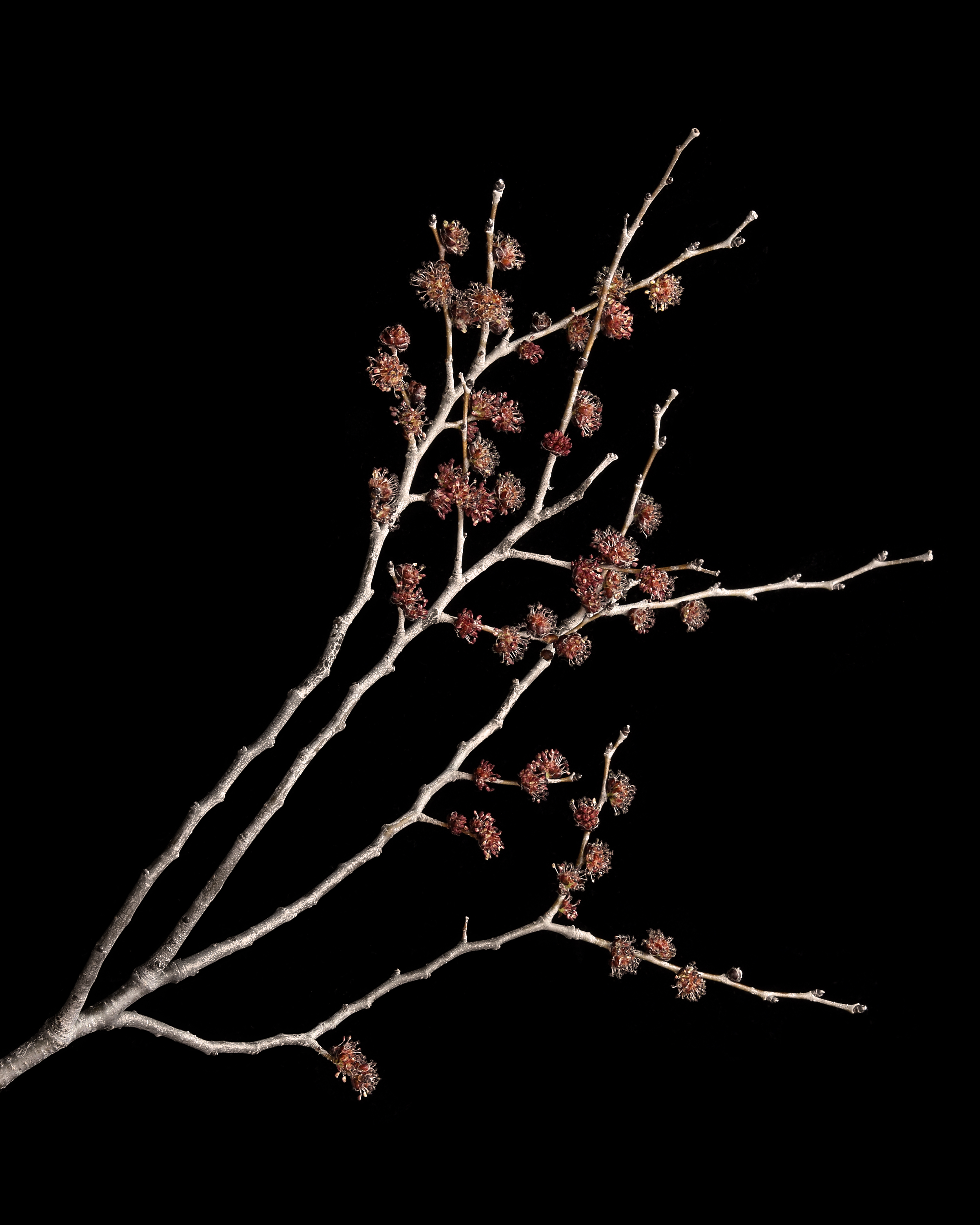 On the verge of the Big Bang!