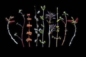 Hiding in plain site