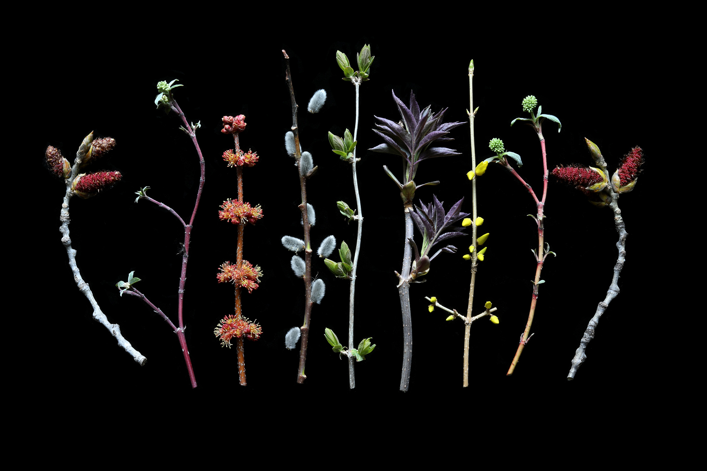 Hiding in plain site