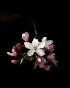 Two words: Apple. Blossoms.