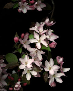 abundance