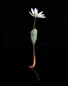 first and fleeting