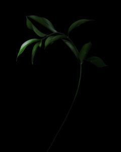 In praise of shadows