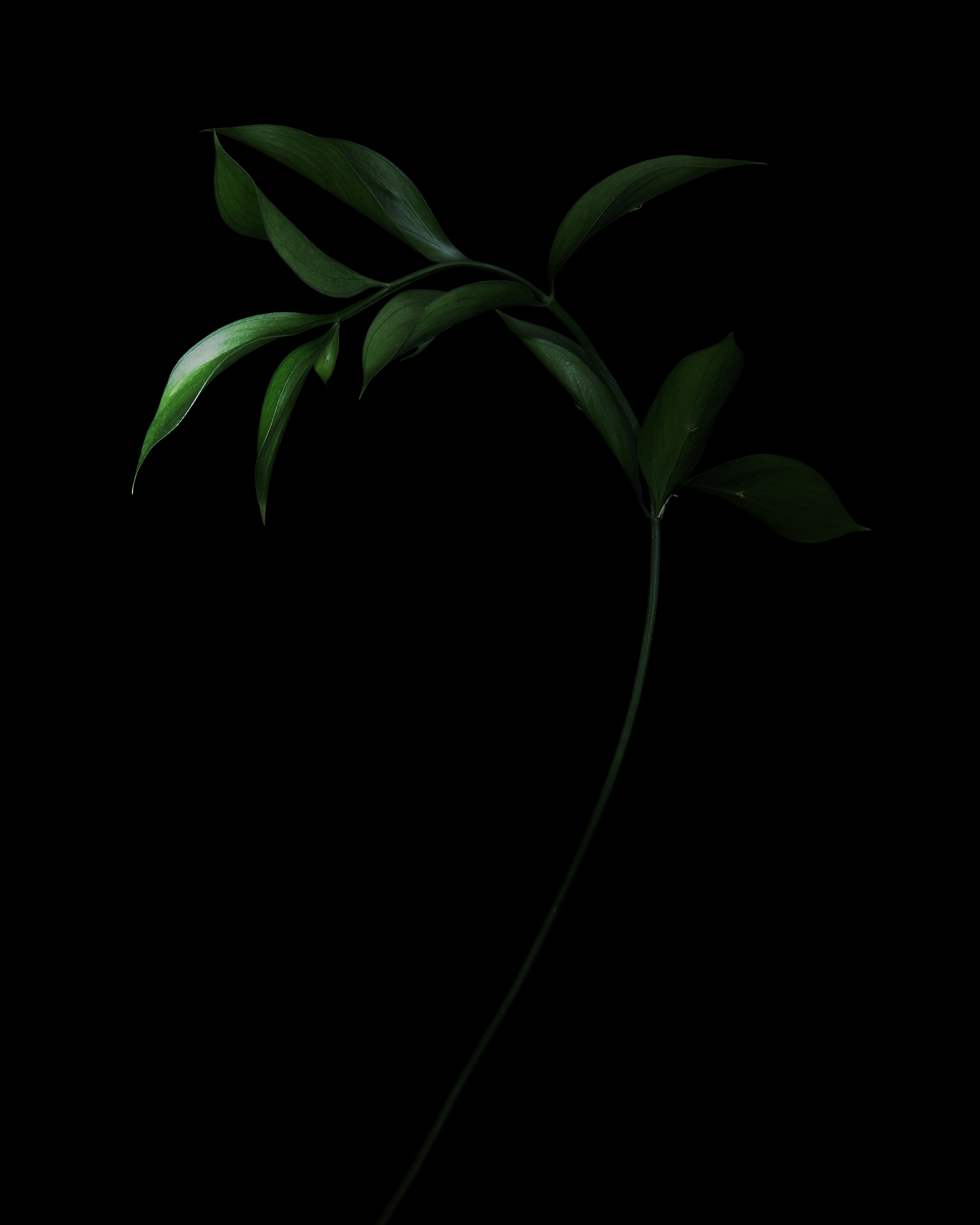 In praise of shadows