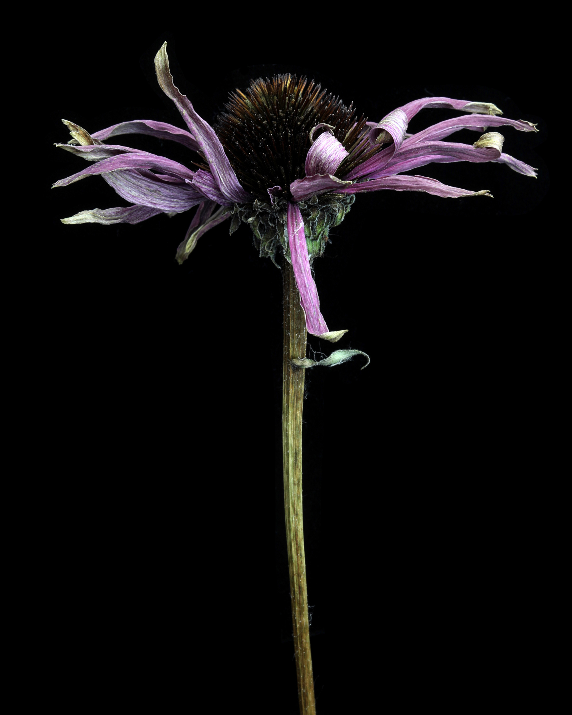 frozen in time, temporarily