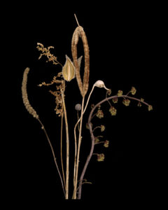 ikebana