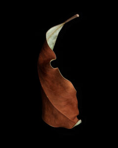 sturdy and sexy both