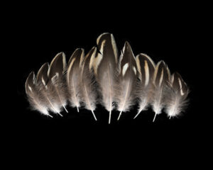 Migration Begets Catkins