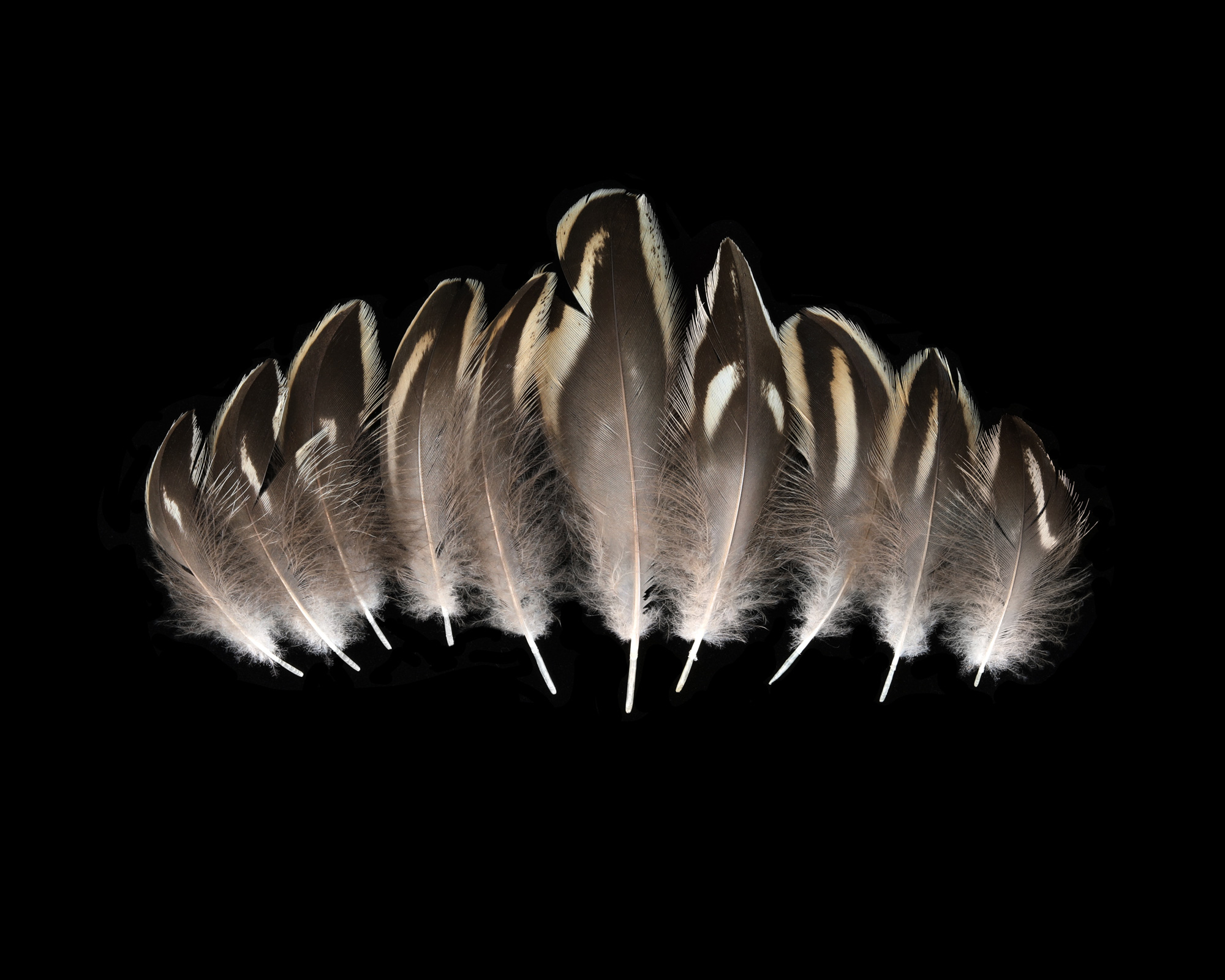 Migration Begets Catkins