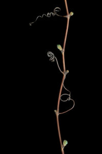 tight in the bud