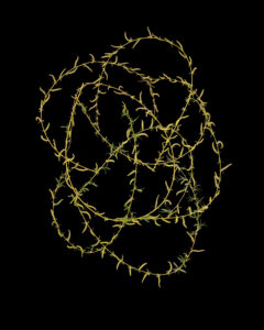 squiggle art