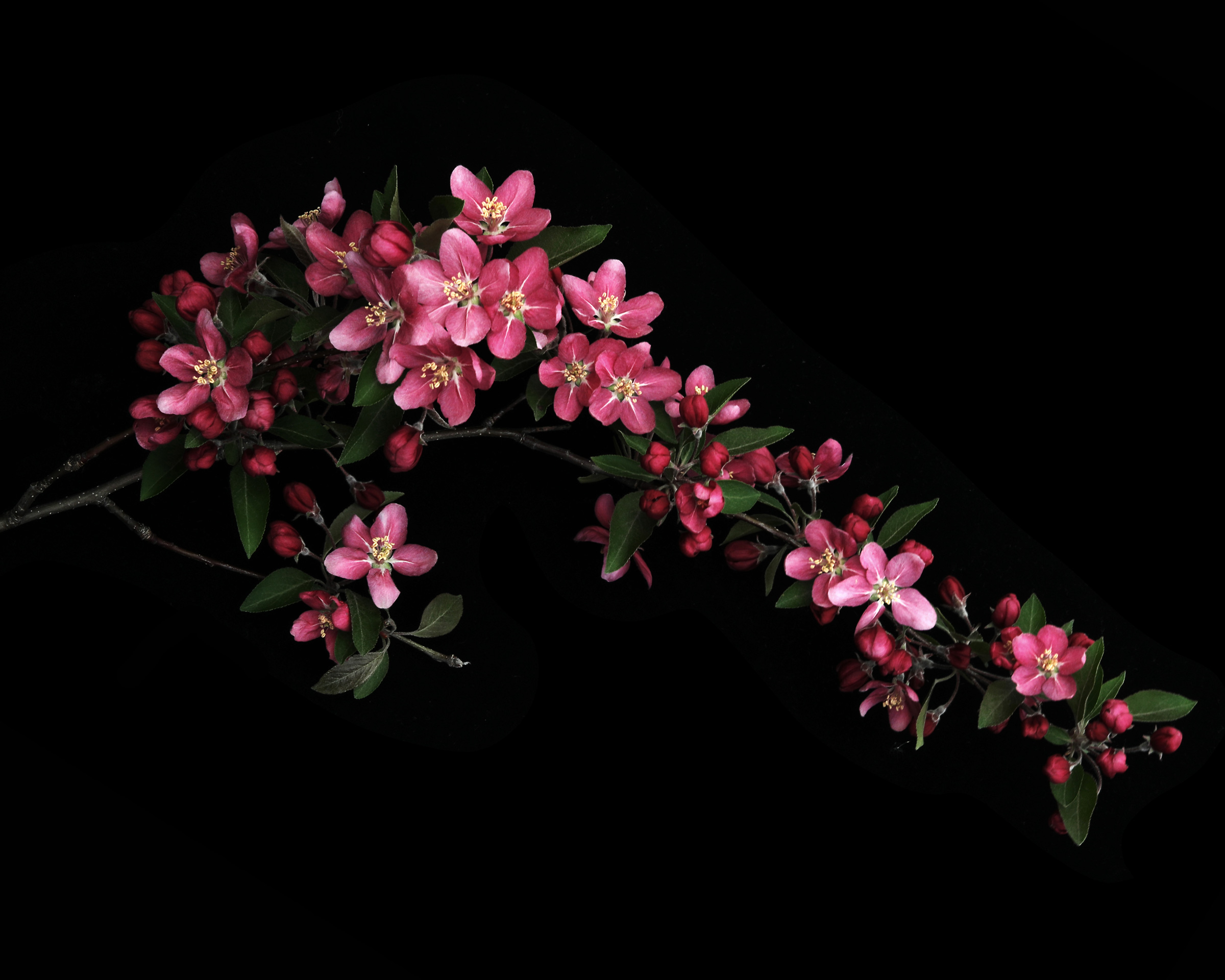 still blooming