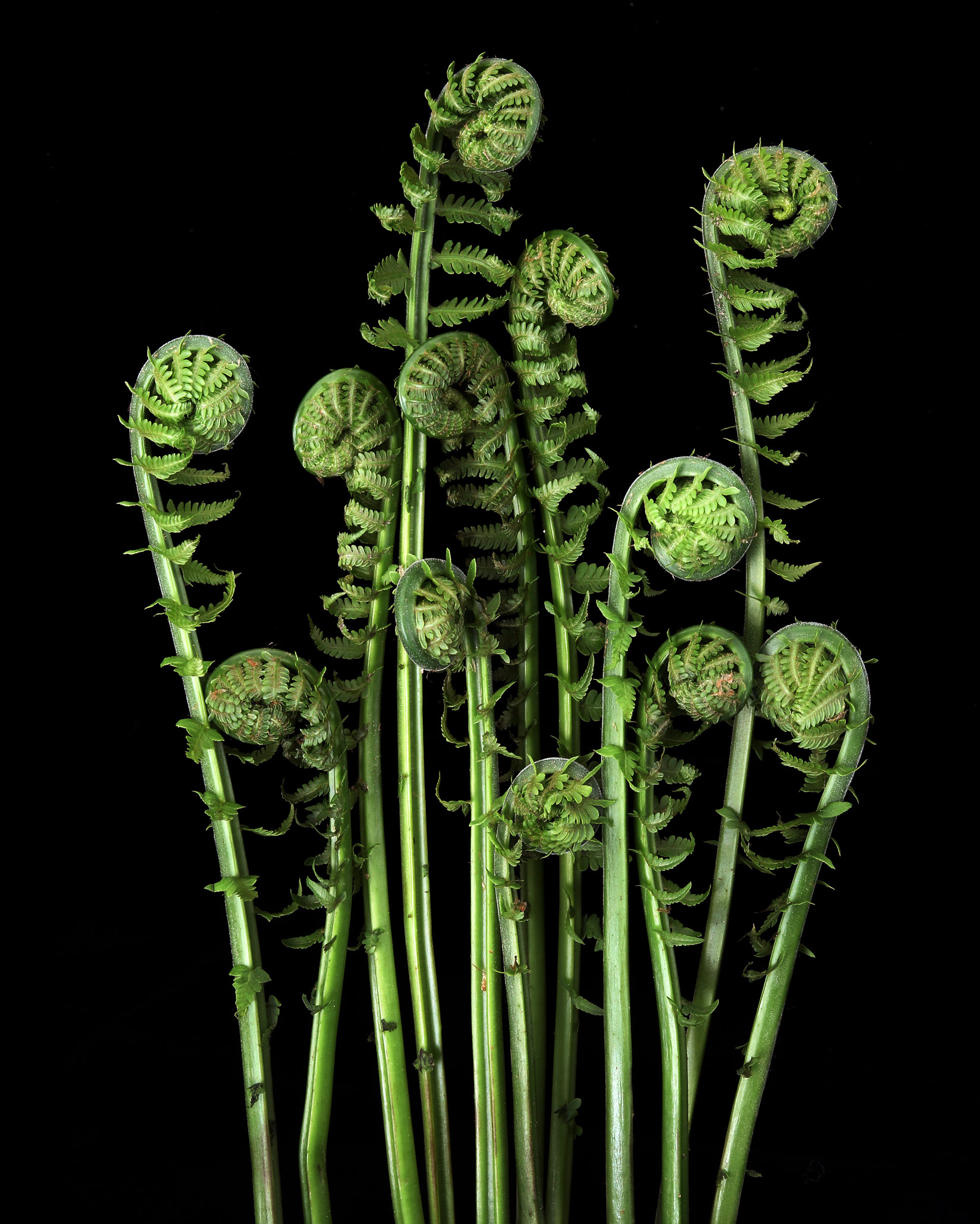 ferns unfurl like scrolls