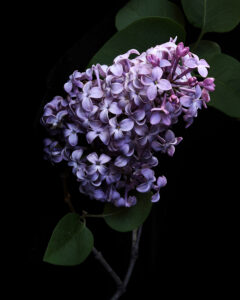 my house smells divine