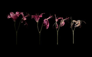 impermanence made visible