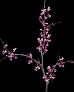 red or magenta?
