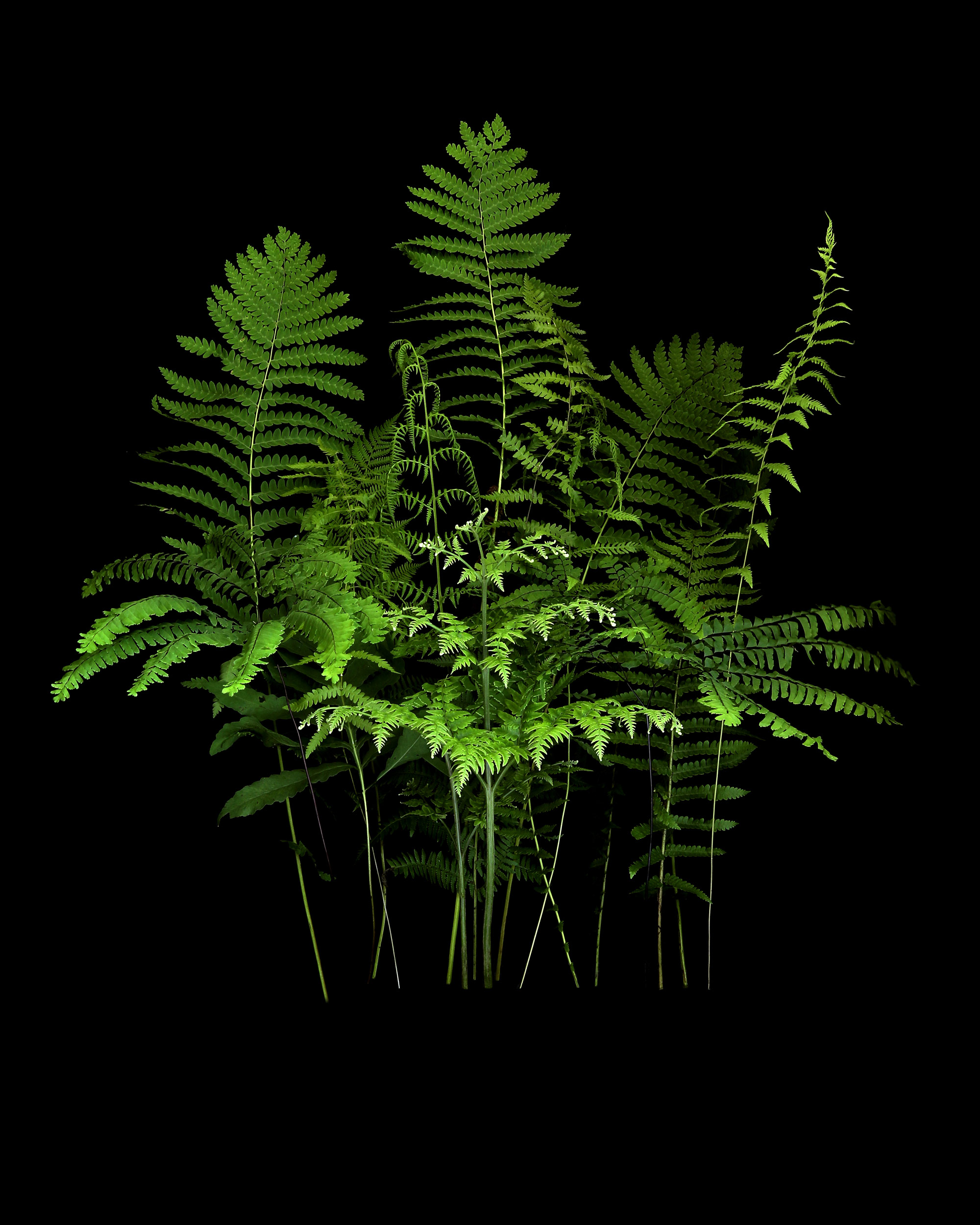 Mary Jo’s ferns