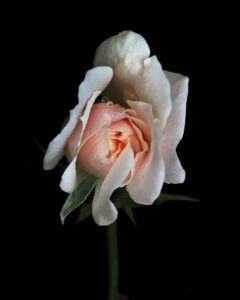 a rose is a rose is a rose