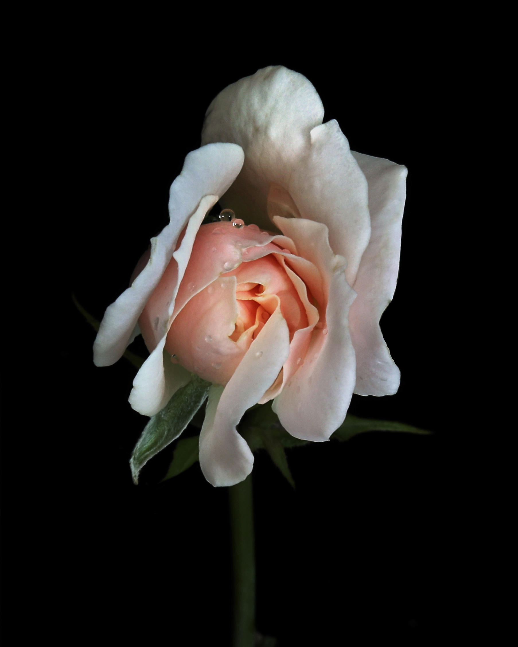 a rose is a rose is a rose