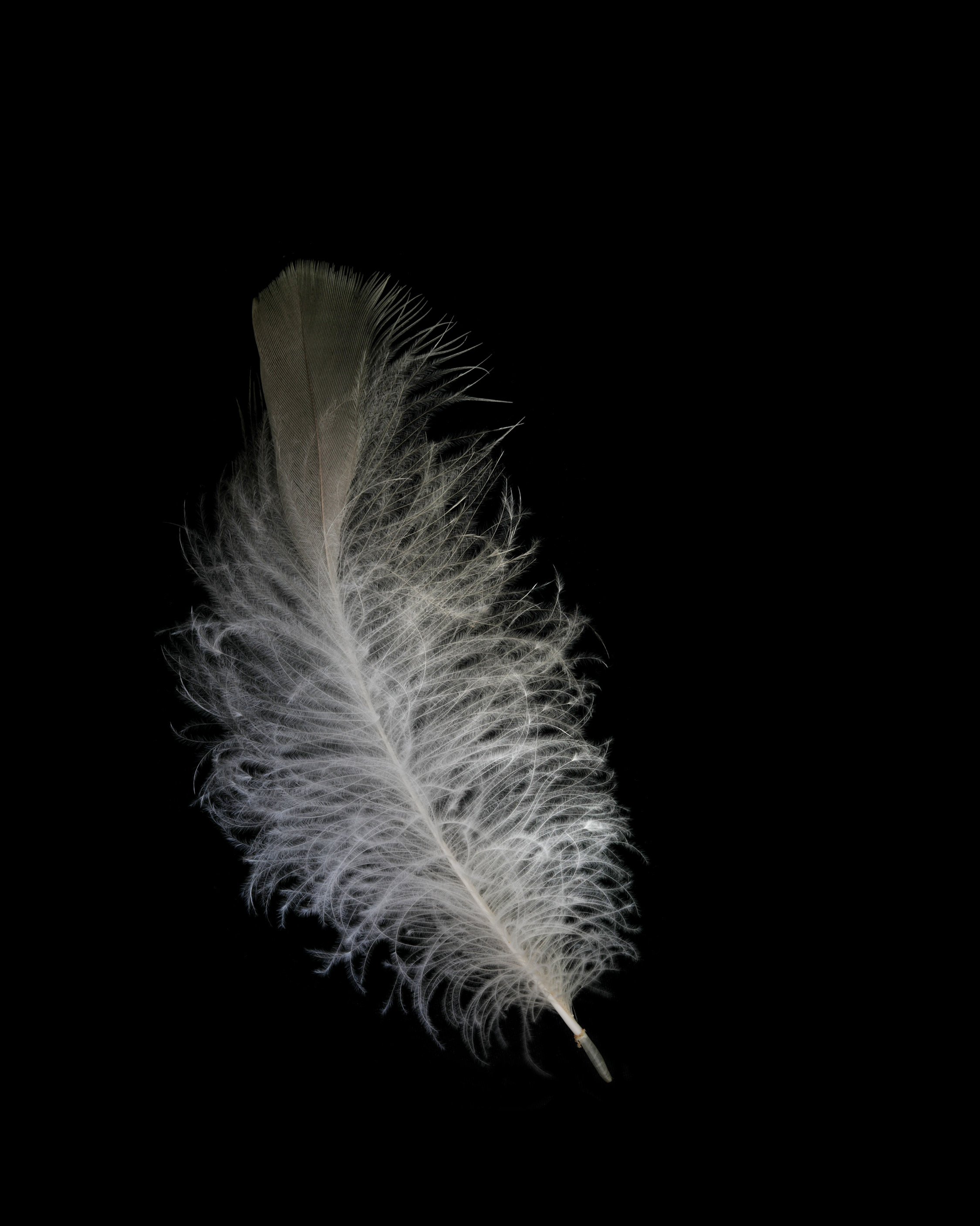 light as a feather