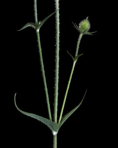 What? Teasel in Minnesota?