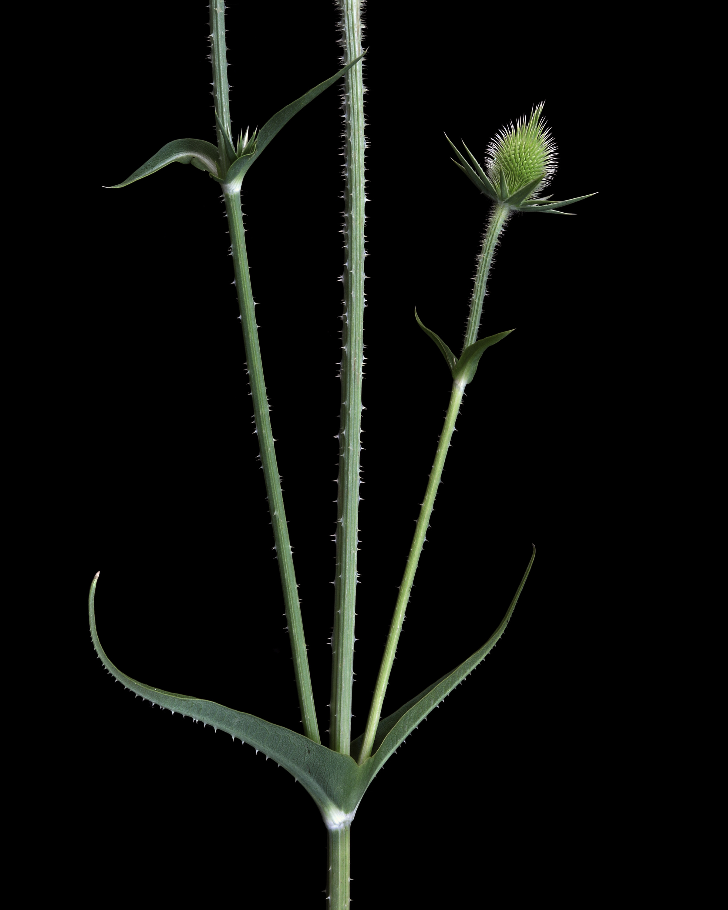 What? Teasel in Minnesota?