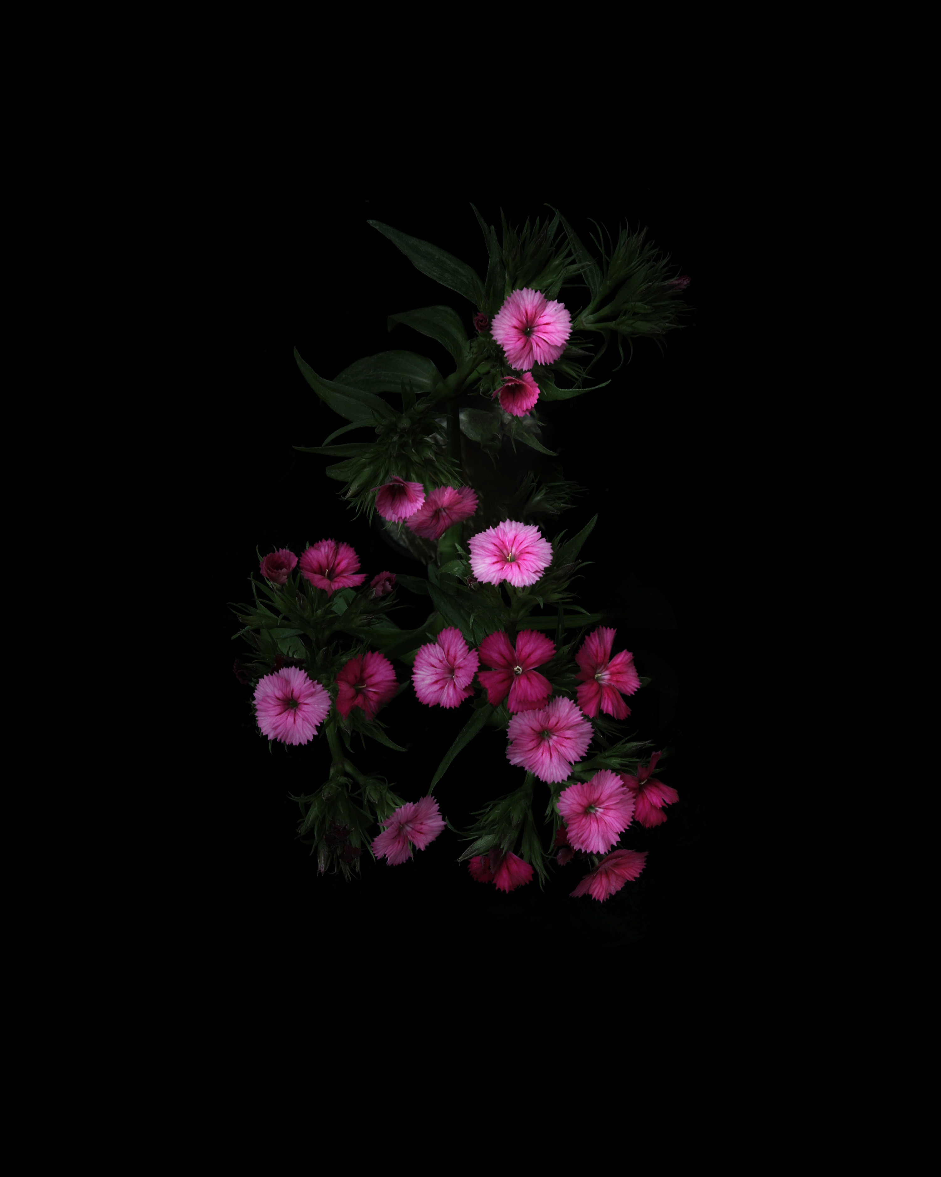 dianthus for the distracted