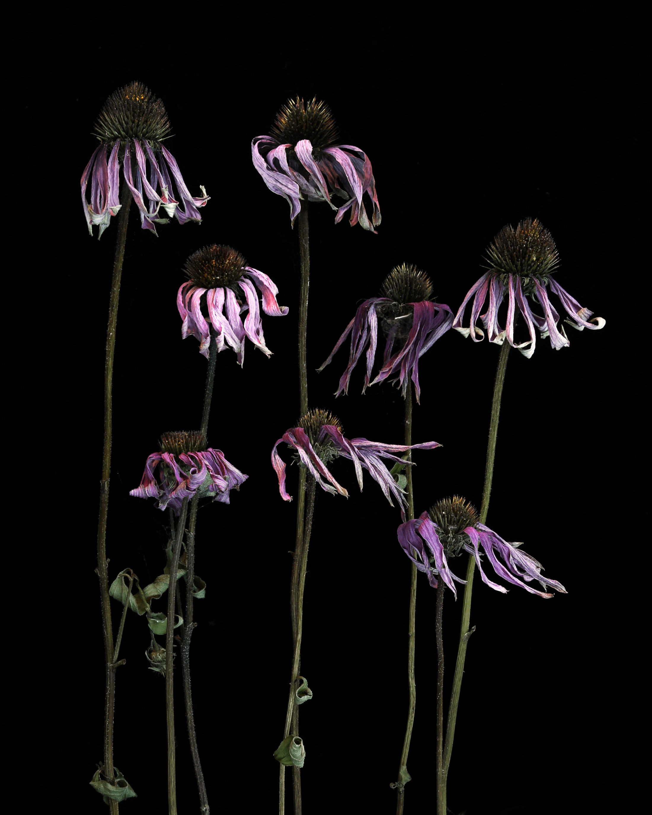 ghosts of echinacea past