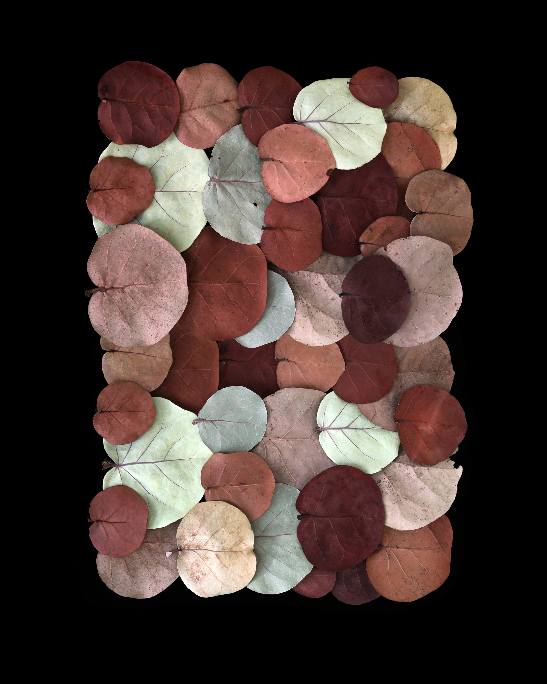 A none Northern color palette