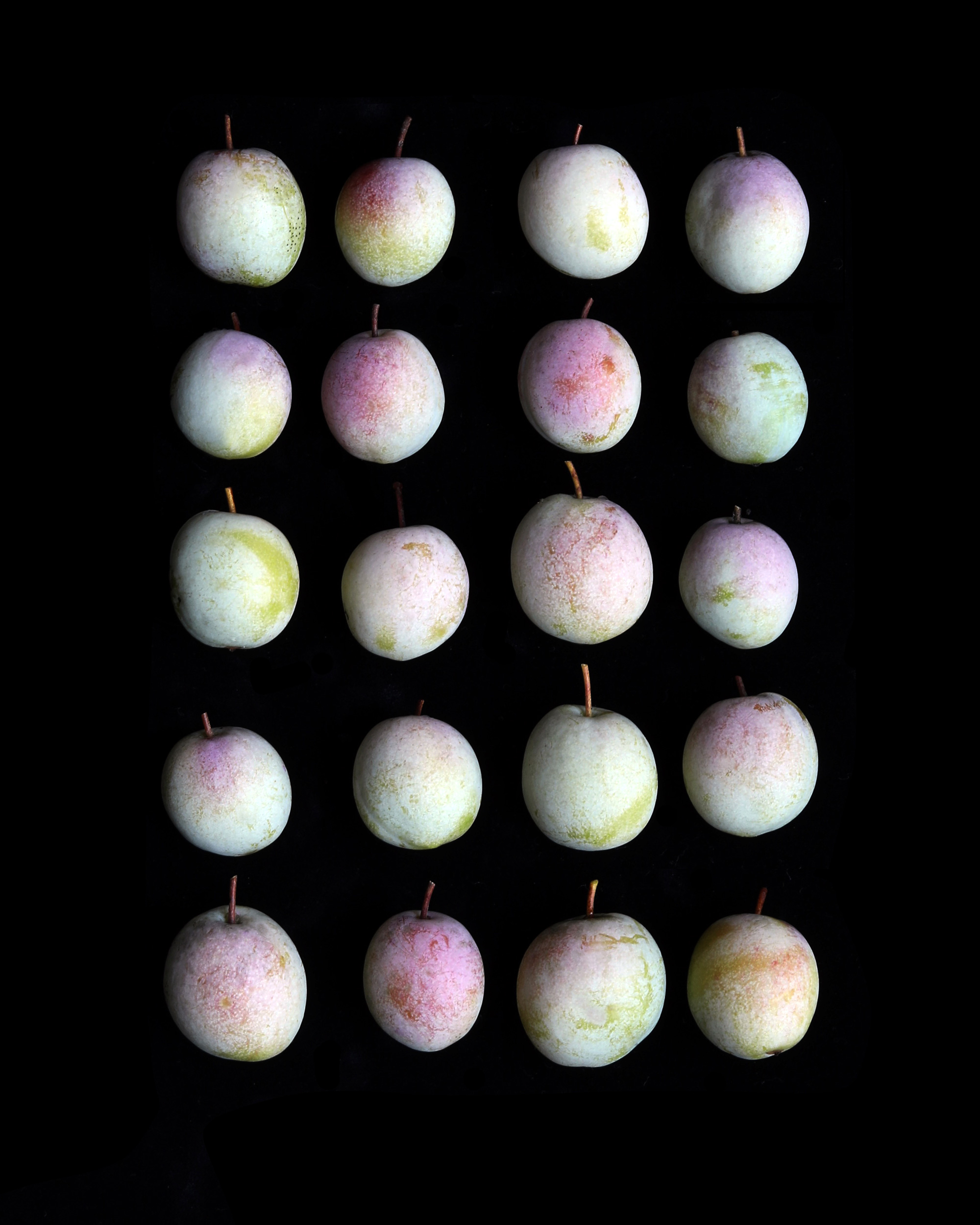 plum assignment