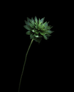 shhhh, don’t tell that flower it’s a bunch gall