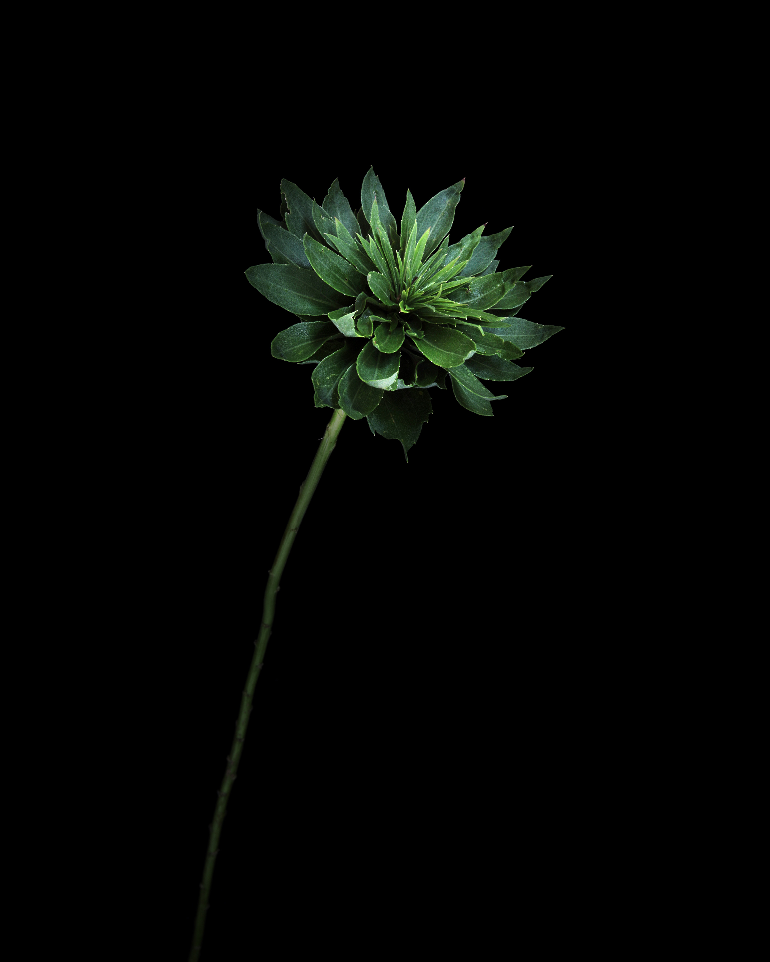 shhhh, don’t tell that flower it’s a bunch gall