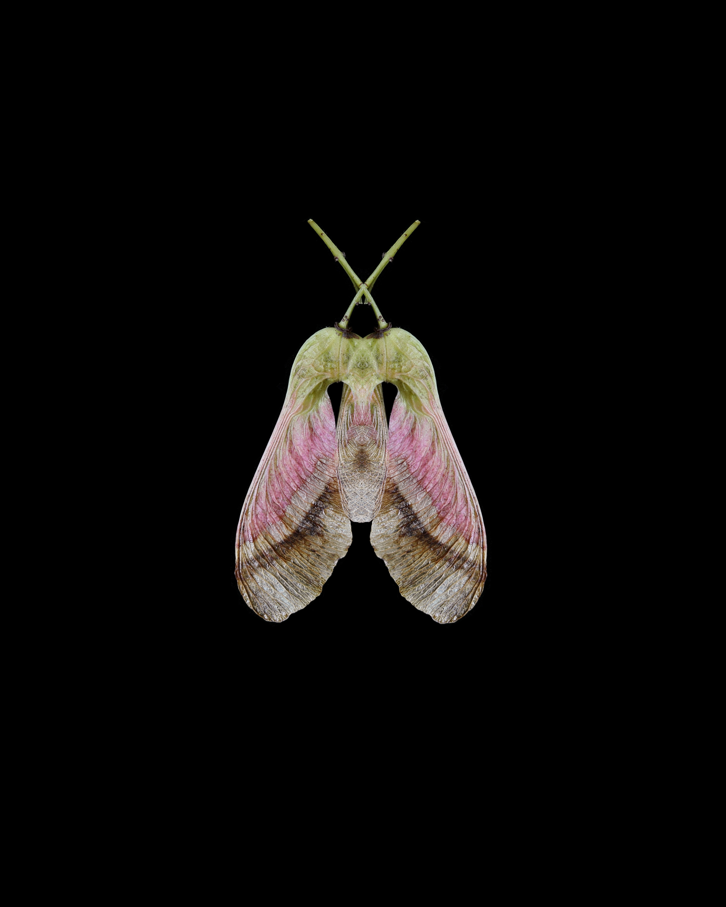 moth or seedpod?