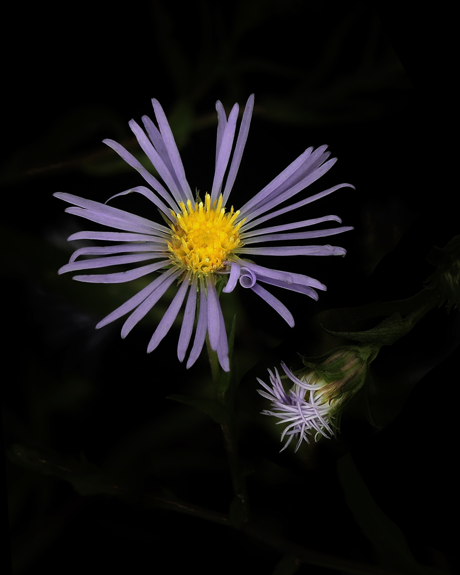 goldenrod and aster