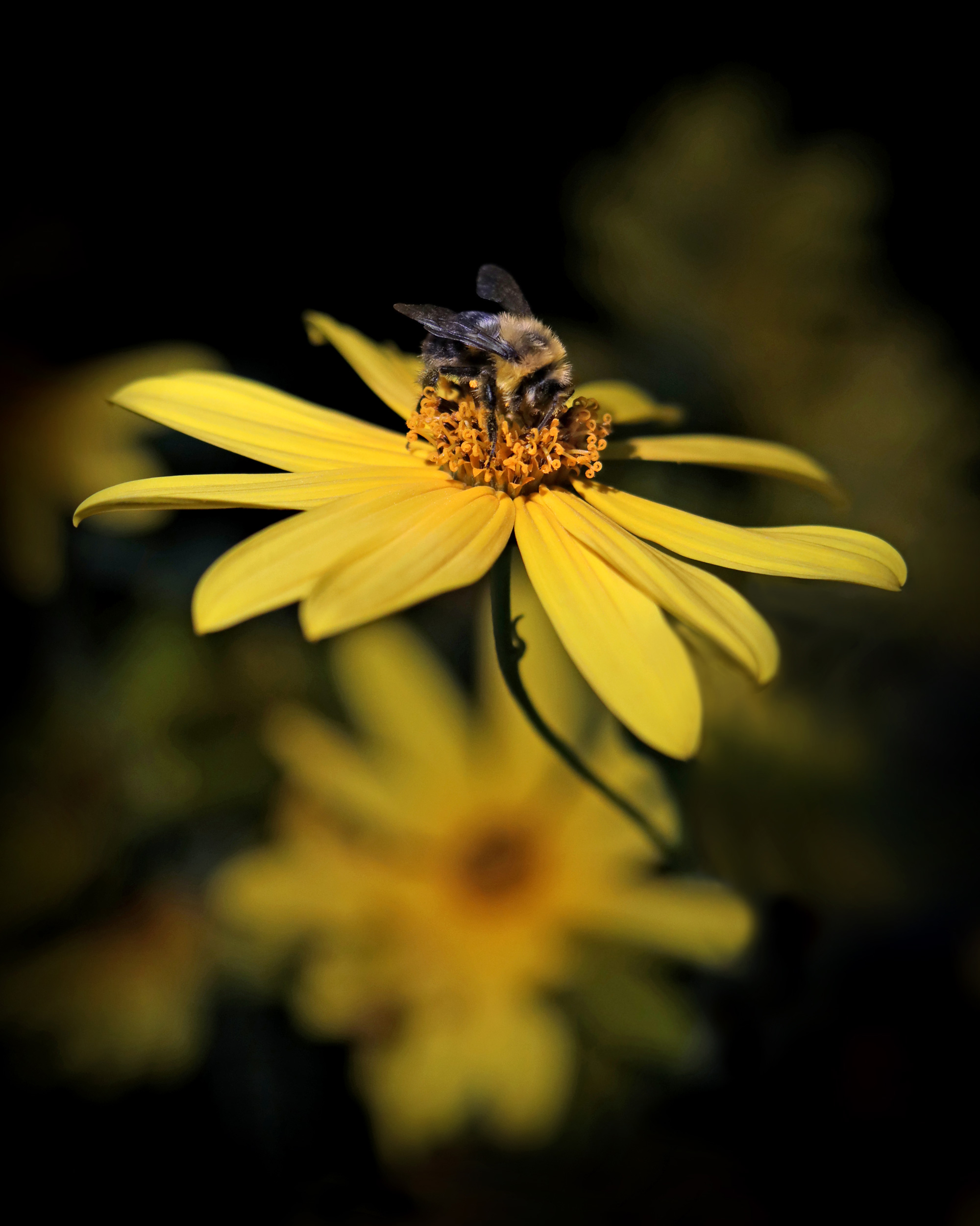 busy bees
