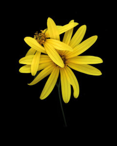 a funny name for a native plant