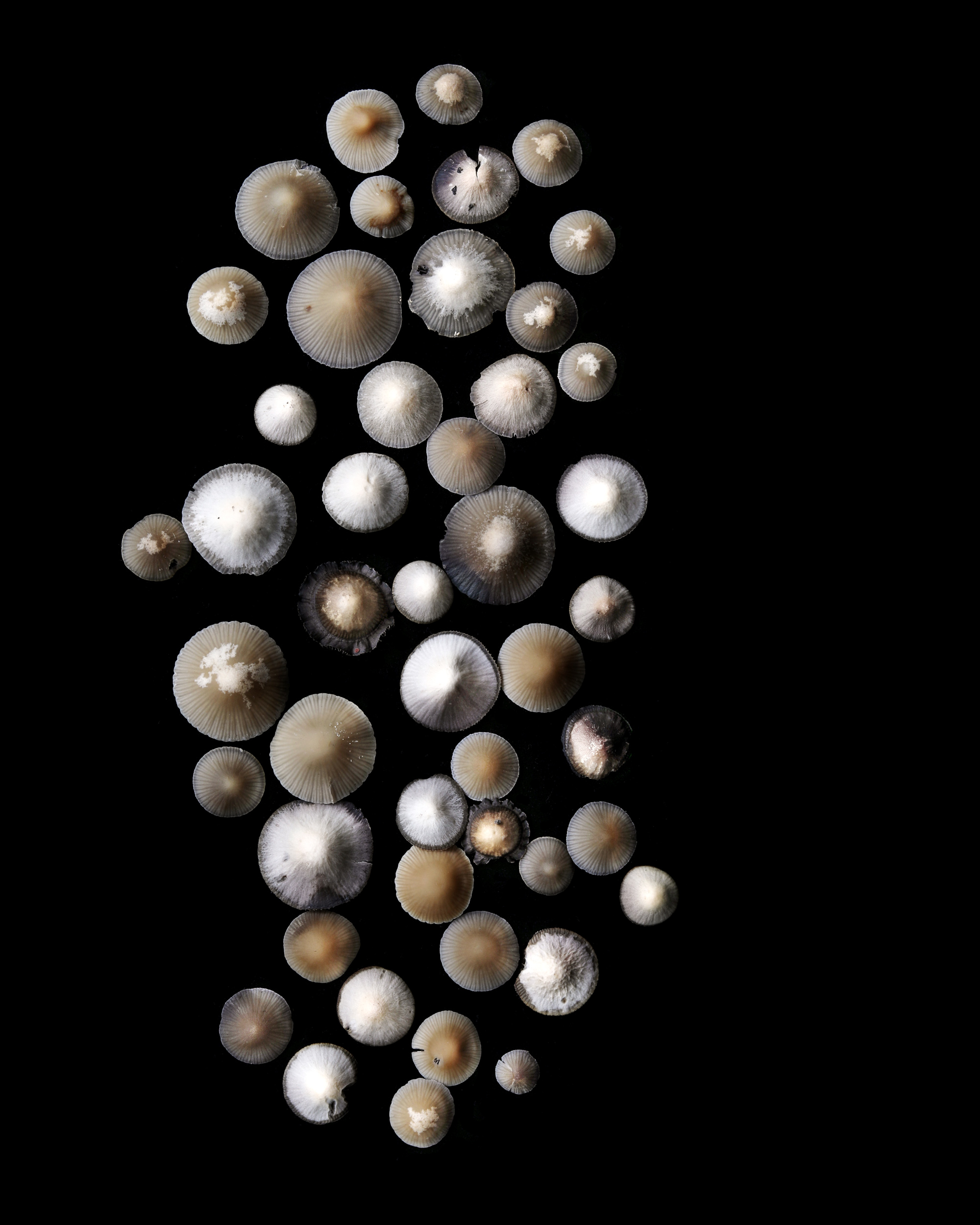 mushrooms or limpets?
