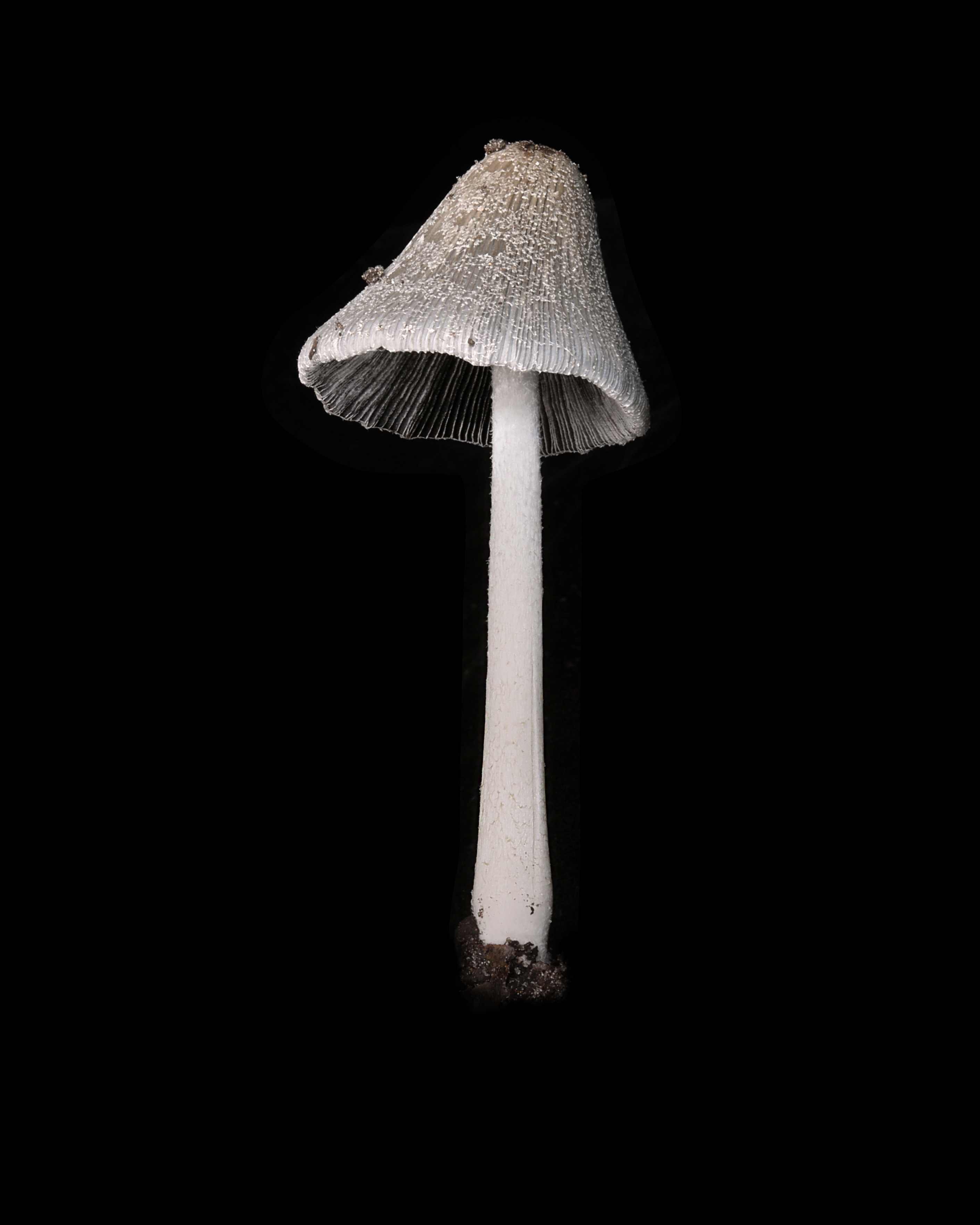 common backyard mushroom