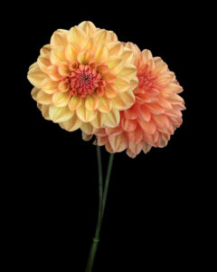 late bloomers
