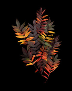 best sumac ever