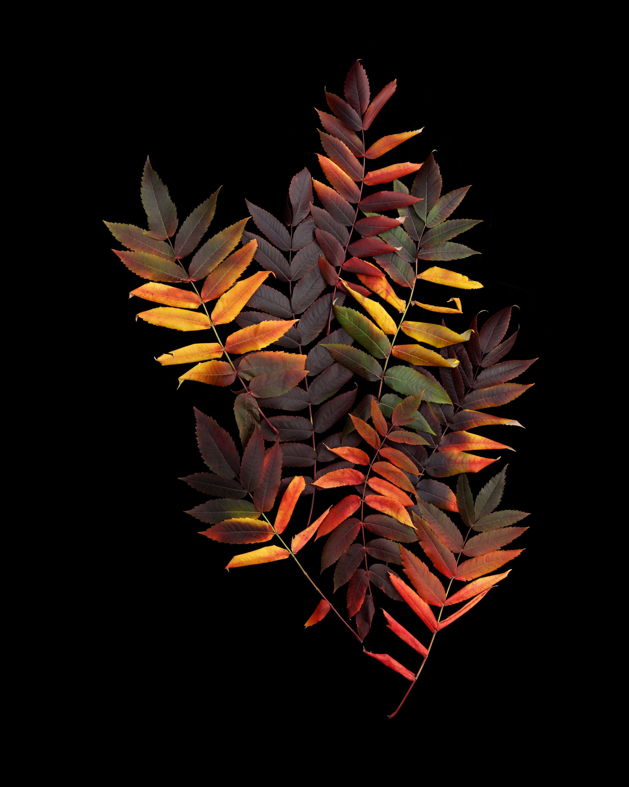best sumac ever