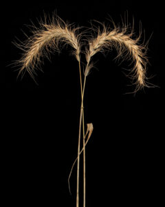 time of tall grasses