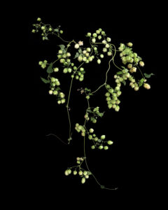 Bines make beer. Vines make wine.