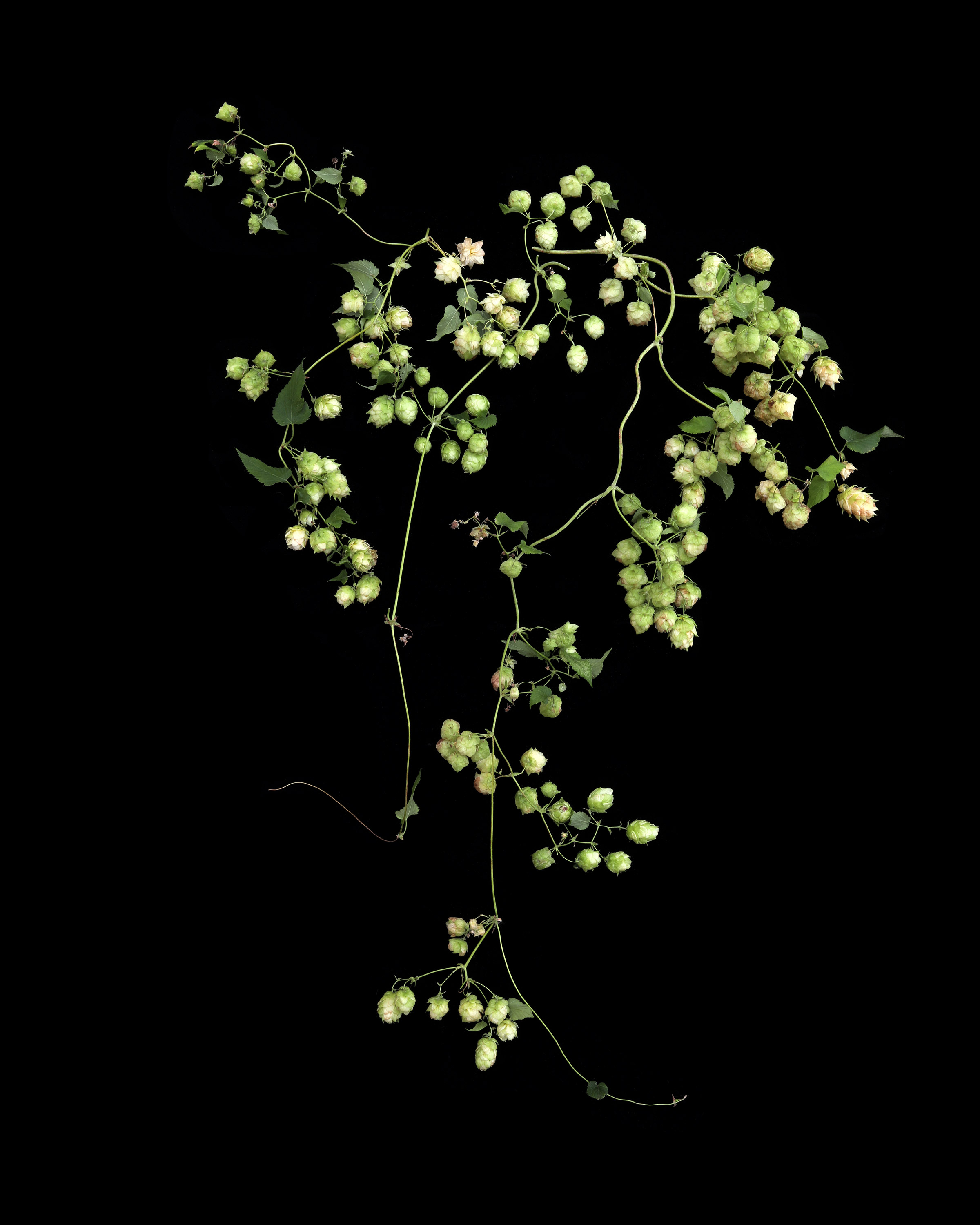 Bines make beer. Vines make wine.
