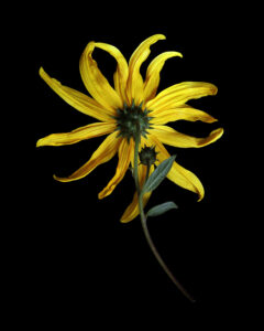 arthritic and beautiful